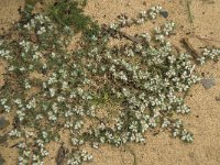 Paronychia argentea 28, Saxifraga-Willem van Kruijsbergen