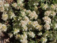 Paronychia argentea 30, Saxifraga-Willem van Kruijsbergen