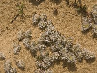 Paronychia argentea 31, Saxifraga-Jan van der Straaten