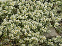 Paronychia argentea 32, Saxifraga-Jan van der Straaten