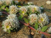 Paronychia argentea 36, Saxifraga-Ed Stikvoort