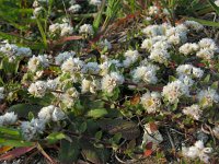 Paronychia argentea 41, Saxifraga-Ed Stikvoort