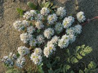 Paronychia argentea 43, Saxifraga-Ed Stikvoort