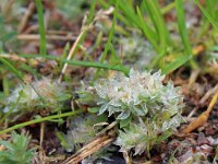 Paronychia argentea 45, Saxifraga-Jeroen Willemsen