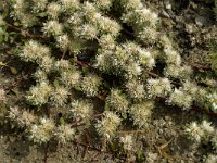 Paronychia argentea 8, Saxifraga-Jan van der Straaten