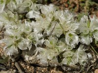 Paronychia capitata 10, Saxifraga-Jan van der Straaten