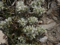 Paronychia capitata 11, Saxifraga-Willem van Kruijsbergen