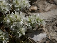 Paronychia capitata 13, Saxifraga-Willem van Kruijsbergen