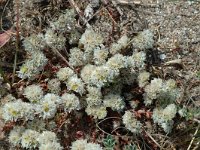 Paronychia capitata 3, Saxifraga-Jan van der Straaten