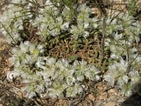 Paronychia capitata 8, Saxifraga-Jan van der Straaten