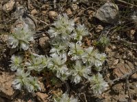 Paronychia capitata 9, Saxifraga-Willem van Kruijsbergen