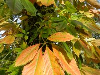 Parthenocissus quinquefolia 4, Vijfbladige wingerd, Saxifraga-Rutger Barendse