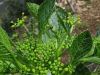 Pastinaca lucida 6, Saxifraga-Rutger Barendse