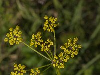 Pastinaca sativa  14, Pastinaak, Saxifraga-Jan van der Straaten