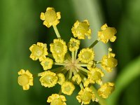 Pastinaca sativa ssp sativa 12, Pastinaak, Saxifraga-Sonja Bouwman