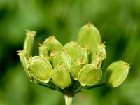 Pastinaca sativa ssp sativa 13, Pastinaak, Saxifraga-Sonja Bouwman