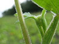 Pastinaca sativa ssp urens 11, Saxifraga-Rutger Barendse