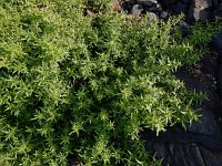 Patellifolia procumbens 6, Saxifraga-Ed Stikvoort