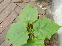 Paulownia tomentosa 4, Anna Paulownaboom, Saxifraga-Rutger Barendse