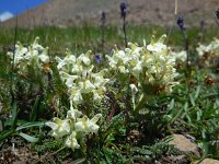 Pedicularis armena 2, Saxifraga-Ed Stikvoort