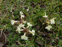 Pedicularis armena 4, Saxifraga-Ed Stikvoort