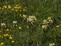 Pedicularis ascendens 2, Saxifraga-Willem van Kruijsbergen