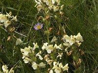 Pedicularis ascendens 4, Saxifraga-Willem van Kruijsbergen