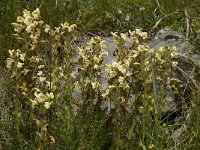 Pedicularis ascendens 6, Saxifraga-Willem van Kruijsbergen