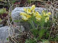 Pedicularis brachyodonta 2, Saxifraga-Jeroen Willemsen