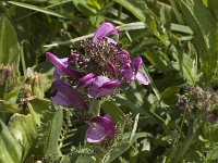 Pedicularis cenisia 3, Saxifraga-Jan van der Straaten