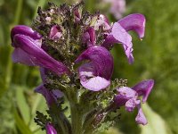 Pedicularis cenisia 4, Saxifraga-Jan van der Straaten