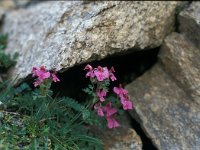 Pedicularis cenisia 7, Saxifraga-Jan van der Straaten