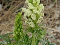 Pedicularis comosa 10, Saxifraga-Willem van Kruijsbergen