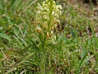 Pedicularis comosa 12, Saxifraga-Willem van Kruijsbergen