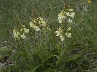 Pedicularis comosa 15, Saxifraga-Willem van Kruijsbergen