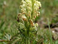 Pedicularis comosa 2, Saxifraga-Willem van Kruijsbergen