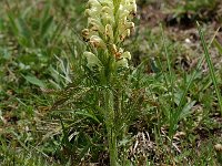 Pedicularis comosa 3, Saxifraga-Willem van Kruijsbergen