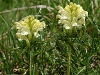 Pedicularis comosa 6, Saxifraga-Willem van Kruijsbergen