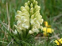 Pedicularis comosa 7, Saxifraga-Willem van Kruijsbergen