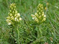 Pedicularis comosa 9, Saxifraga-Willem van Kruijsbergen