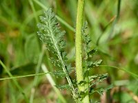 Pedicularis elongata