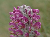 Pedicularis federici-augusti 10, Saxifraga-Harry Jans