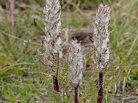 Pedicularis federici-augusti 11, Saxifraga-Harry Jans