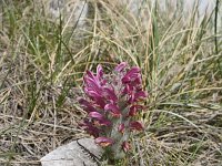 Pedicularis friderici-augusti 1, Saxifraga-Dirk Hilbers