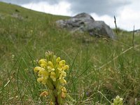 Pedicularis friderici-augusti 3, Saxifraga-Jeroen Willemsen