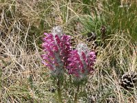 Pedicularis friderici-augusti 7, Saxifraga-Dirk Hilbers