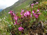 Pedicularis kerneri 10, Saxifraga-Ed Stikvoort