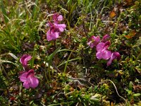 Pedicularis kerneri 11, Saxifraga-Ed Stikvoort