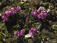 Pedicularis kerneri 2, Saxifraga-Willem van Kruijsbergen