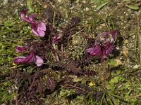 Pedicularis kerneri 3, Saxifraga-Willem van Kruijsbergen